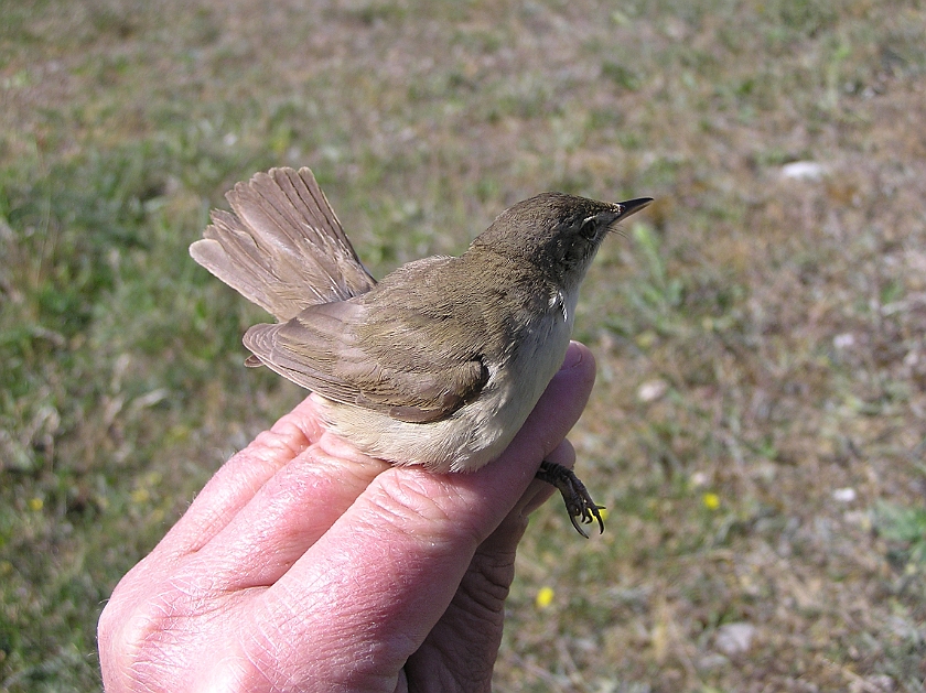 Blyths Reed Warbler, Sundre 20080602